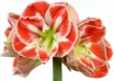 hippeastrum Samba ® (1)